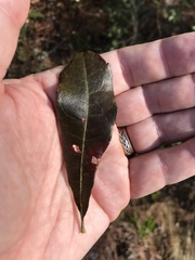 Morella caroliniensis