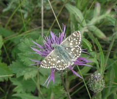 Muschampia tessellum