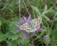 Muschampia tessellum