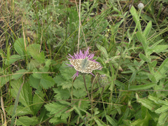 Muschampia tessellum