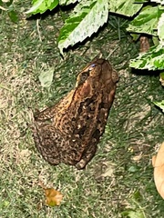 Rhinella marina