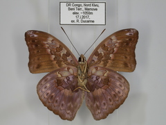 Bebearia cottoni