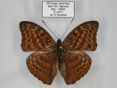 Bebearia cottoni