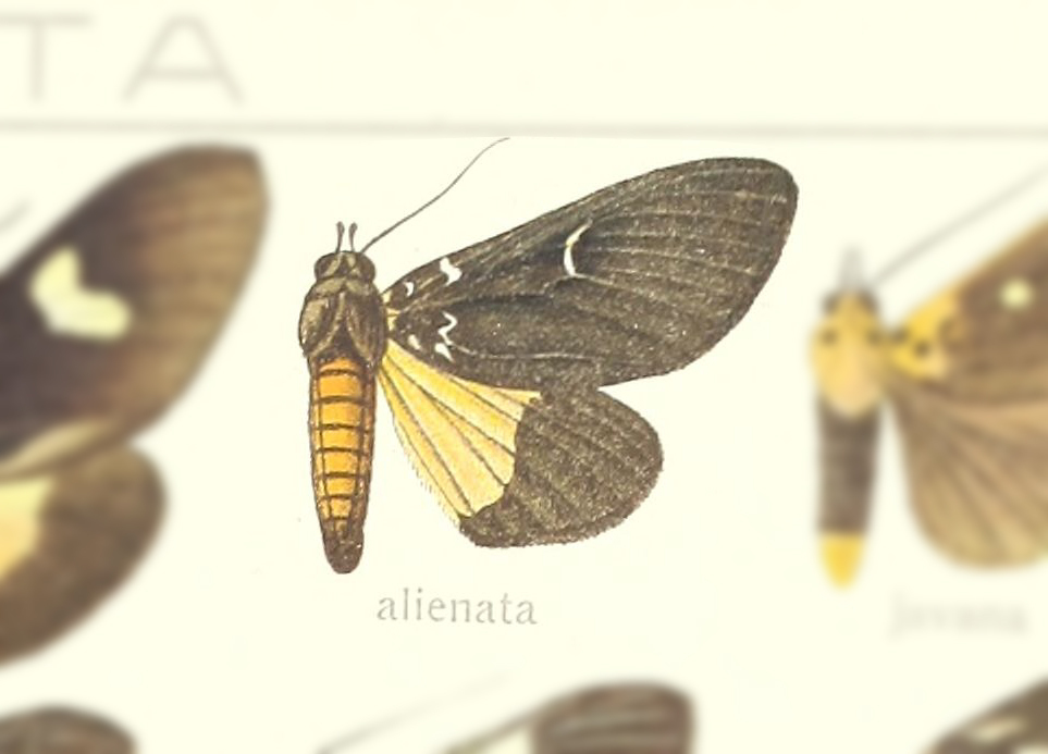 Asota alienata