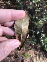 Morella caroliniensis