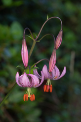 Lilium kelloggii