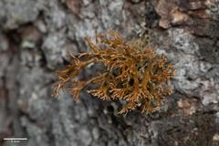 Sphaerophorus venerabilis