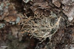 Sphaerophorus venerabilis