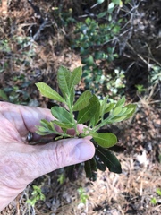 Morella caroliniensis