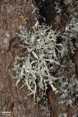 Platismatia stenophylla