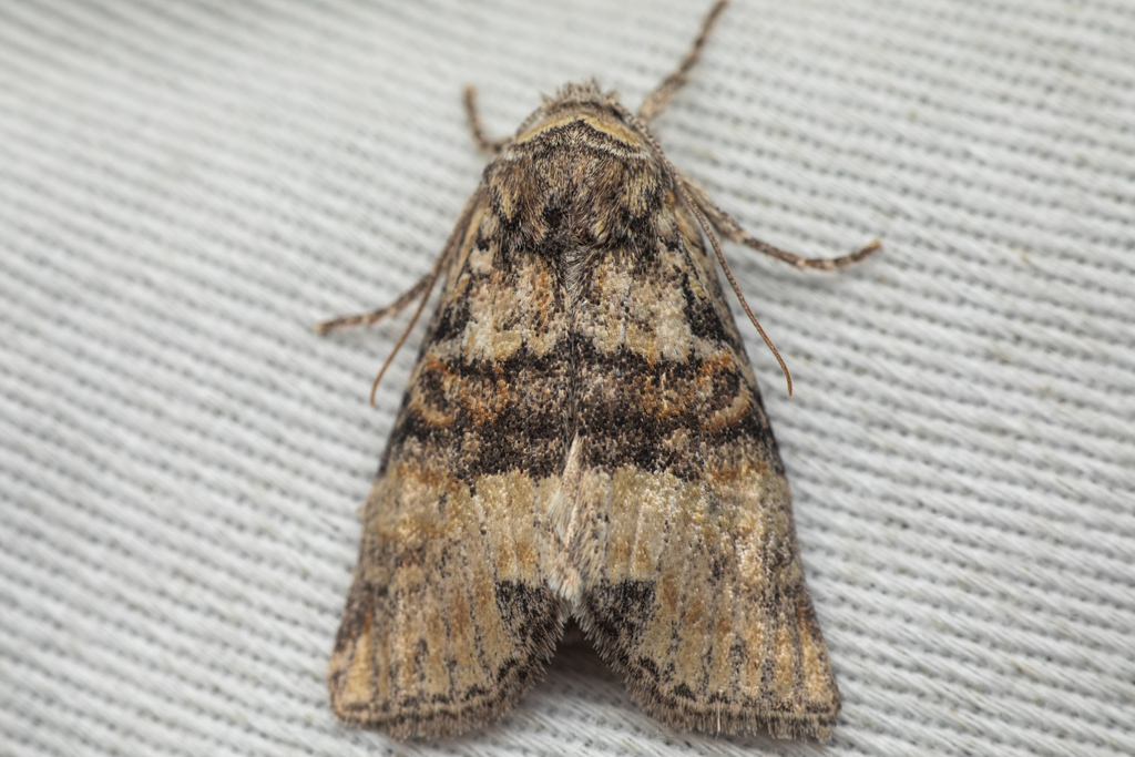 Brachylomia populi