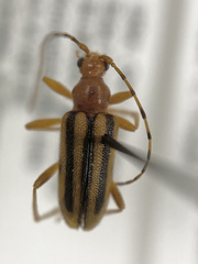 Metacmaeops vittata