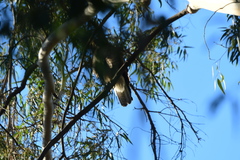 Buteo jamaicensis