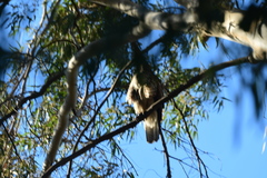 Buteo jamaicensis