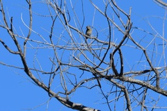 Setophaga coronata