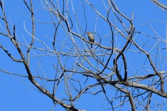 Setophaga coronata