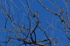 Setophaga coronata