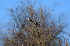Zonotrichia leucophrys