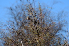 Zonotrichia leucophrys