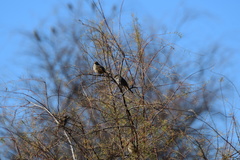 Zonotrichia leucophrys
