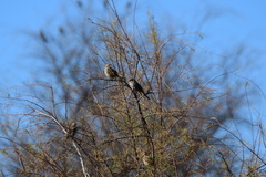 Zonotrichia leucophrys