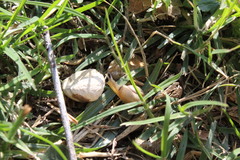 Bradybaena similaris