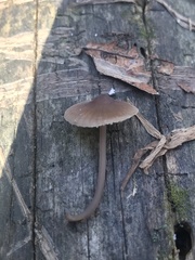 Mycena alcalina