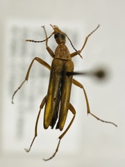 Cephaloon lepturides