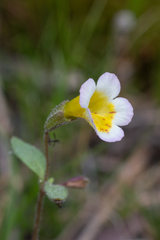 Erythranthe trinitiensis