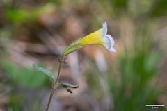 Erythranthe trinitiensis