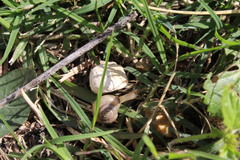 Bradybaena similaris