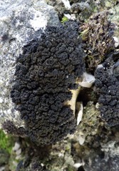 Lathagrium auriforme