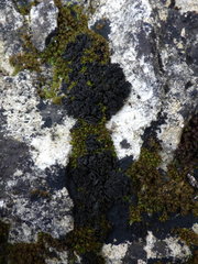 Lathagrium auriforme