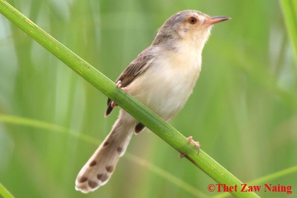 Plain Prinia (Birds of Myanmar (Burma)) · iNaturalist