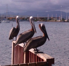 Pelecanus occidentalis