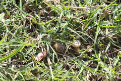 Bradybaena similaris