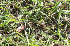 Bradybaena similaris