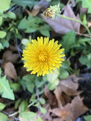 Taraxacum officinale