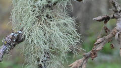 Usnea silesiaca