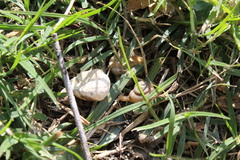 Bradybaena similaris