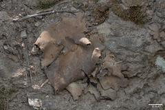 Dermatocarpon reticulatum