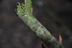 Pilocarpaceae