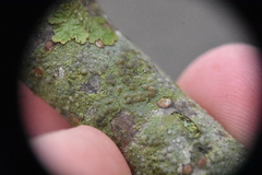 Pilocarpaceae