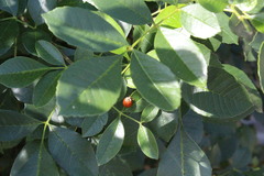 Harmonia axyridis