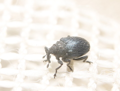 Ceutorhynchus erysimi