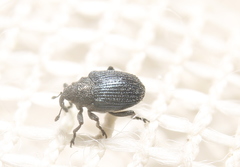 Ceutorhynchus erysimi