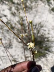 Lachnaea capitata