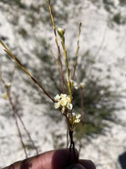 Lachnaea capitata