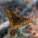 Argynnis hydaspe davisi - Photo (c) Nicolas Arms, some rights reserved (CC BY-NC), uploaded by Nicolas Arms
