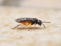 Monophadnus spinolae